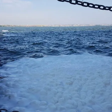 Solid مامايا